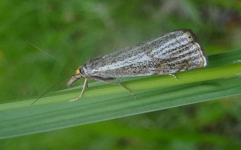 Thisanotia chrysonuchella - Crambidae